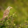 Strnad zahradni - Emberiza hortulana - Ortolan Bunting 5144